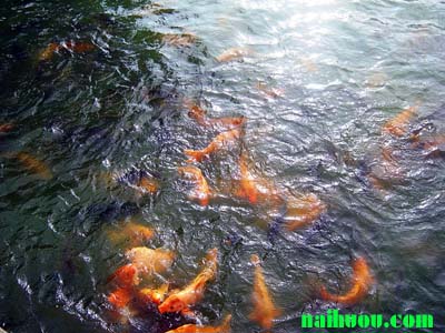 Hướng dẫn kỹ thuật nuôi cá chép Hướng dẫn kỹ thuật nuôi cá chép
